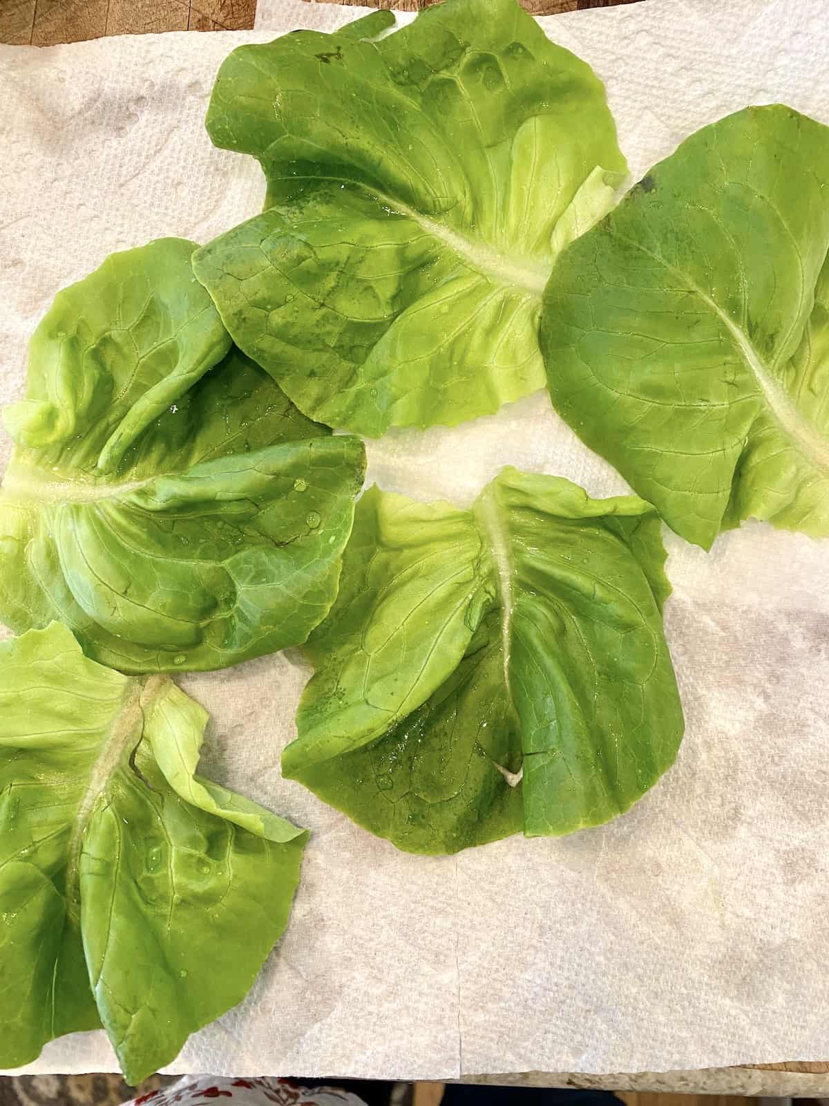 Butter lettuce leaves arranged on a paper towel. 